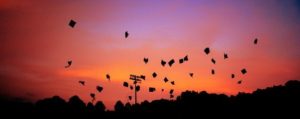 sunset with birds