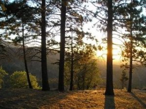 sunlight through trees